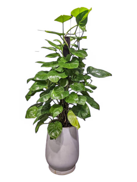 istock Isolated Epipremnum Mujula in white pot on white background 2159324128