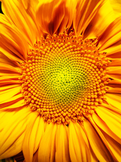 istock Symmetrical Natural Pattern of a Sunflower Close-Up 2159324170