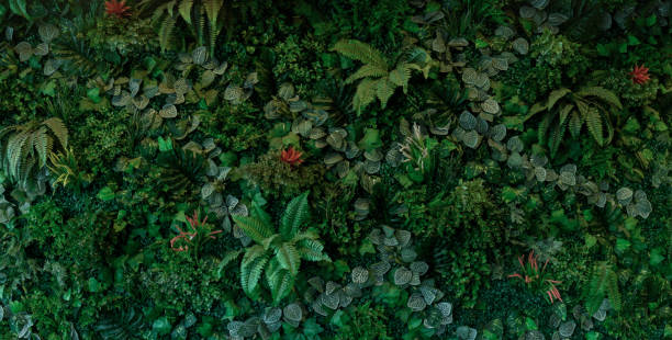 istock abstract green leaf texture, tropical leaf foliage nature dark green background 2159324310
