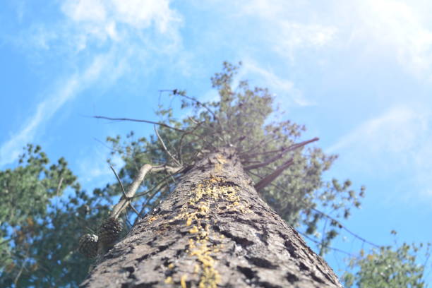 a glimpse of the great height and majesty of an ancient tree