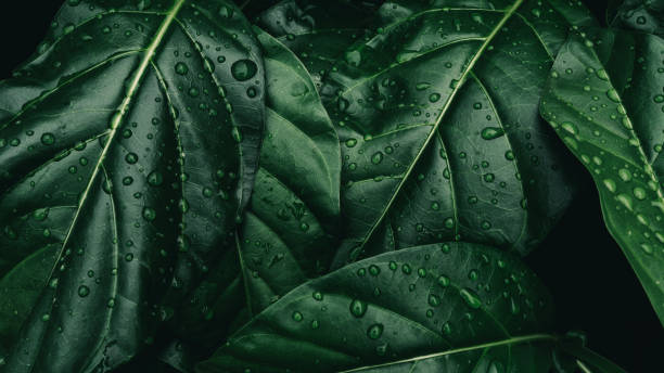 water drops on green leaf, purity nature background