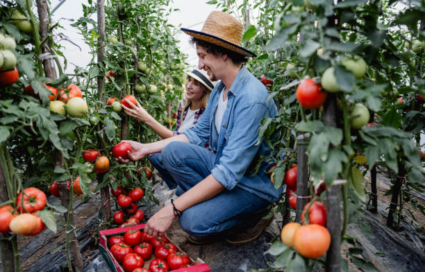 istock Couple is picking ripe tomatoes inside their greenhouse 2159326110