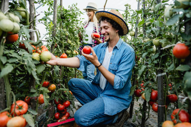 istock Couple is picking ripe tomatoes inside their greenhouse 2159326306