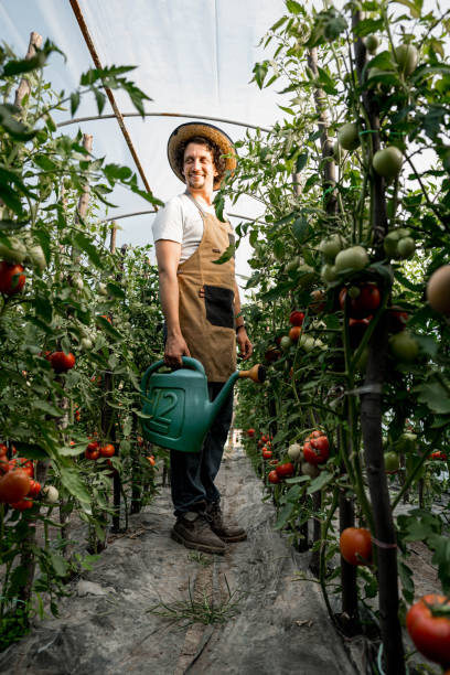 istock Man farmer is watering tomatoes in his greenhouse 2159326632