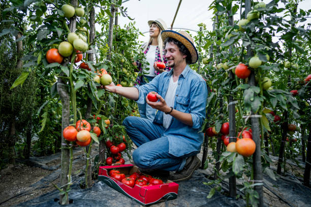 istock Couple is picking ripe tomatoes inside their greenhouse 2159326766