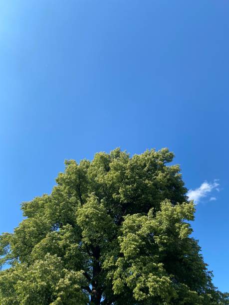 istock A majestic tall tree against the blue sky 2159326887