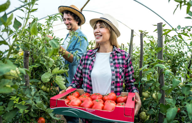 istock Harvest time of organic tomatoes 2159327180