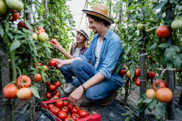 istock Couple is picking ripe tomatoes inside their greenhouse 2159327264