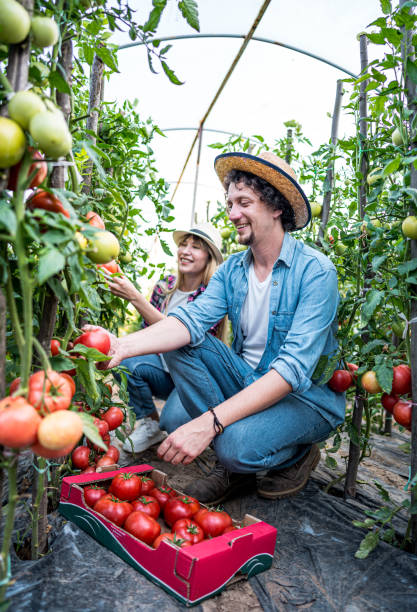 istock Harvest time of organic tomatoes 2159327315