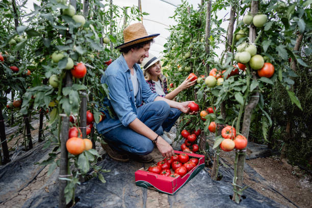 istock Couple is picking ripe tomatoes inside their greenhouse 2159327342