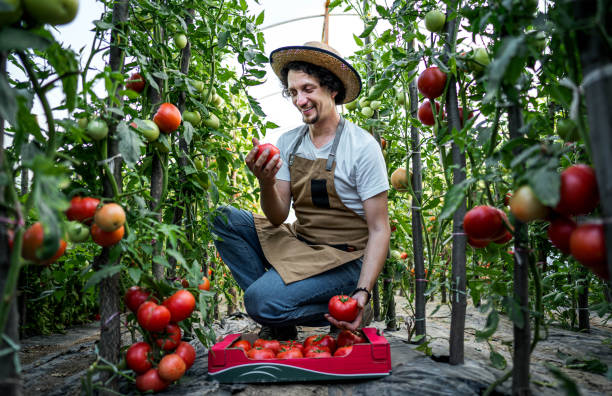 istock Man putting harvested tomatoes in a box in a polyethylene tunnel 2159327897