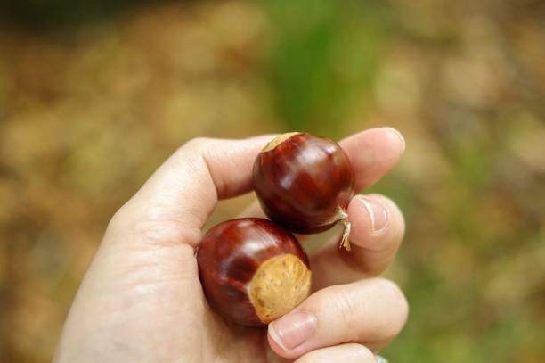 istock Hand holding chestnut up by the fingers 2159329909