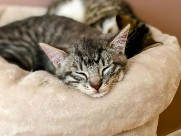 Beautiful kitten sleeping in a nest In this photo, a beautiful and handsome kitten is sleeping in a comfortable basket indoors. small florida home stock pictures, royalty-free photos & images