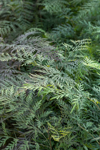 istock Grevillea robusta, Silky oak or Australian silver oak or Silk Oak or Silky Oak plants in polybags for plantation 2159331921