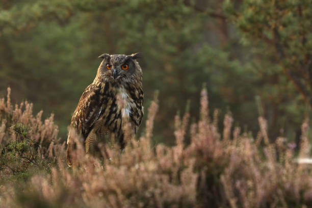 istock Common Eagle-owl (Bubo bubo) in the purple heather. Forest nature with big owl. 2159333043