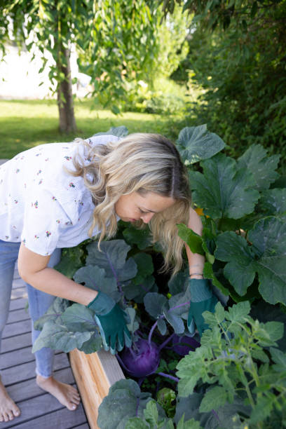 istock woman harvests kohlrabi, cabbage from a raised bed 2159333158