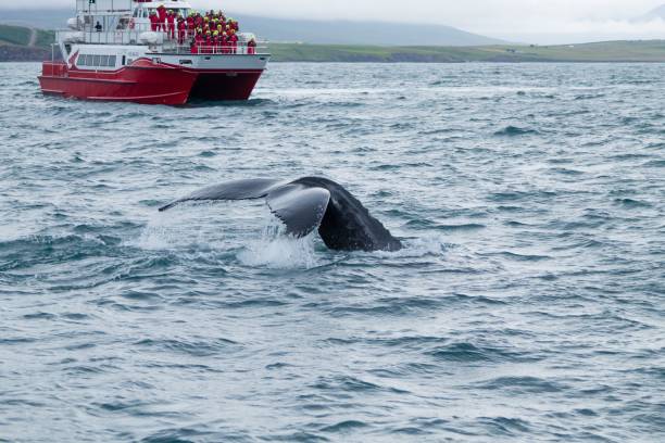 istock Whale watching from Akureyri, Iceland. Whale in nature 2159333203