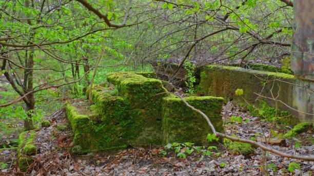 istock Abandoned Building Ruins in Forest Covered in Thick Moss and Dry Foliage 2159333505
