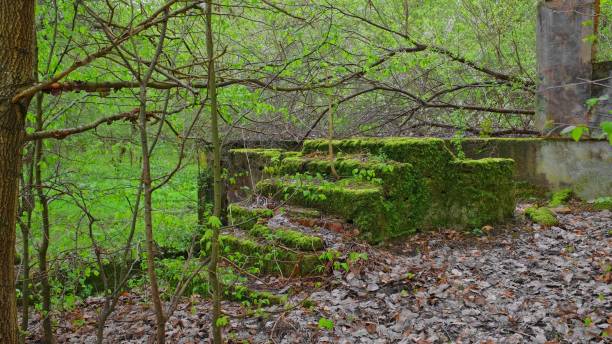 istock Abandoned Building Ruins in Forest Covered in Thick Moss and Dry Foliage 2159333523