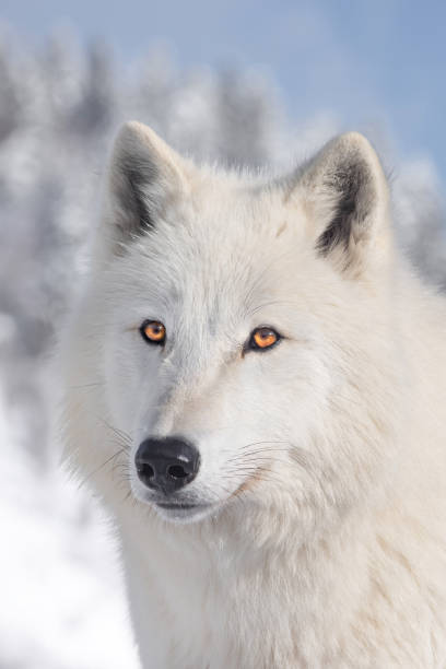 istock Arctic wolf against a background of blue sky and winter forest 2159336145