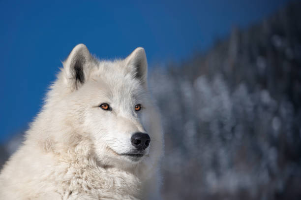 Arctic wolf against a background of blue sky and winter forest