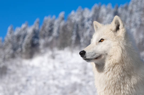 istock Arctic wolf against a background of blue sky and winter forest 2159336147