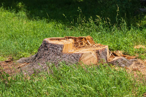 istock A large stump of a fallen tree. There is green grass around the stump 2159337713