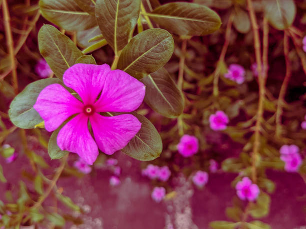 A flower background provides a lush and vibrant setting, often featuring an array of colorful blooms that create a picturesque and serene atmosphere.