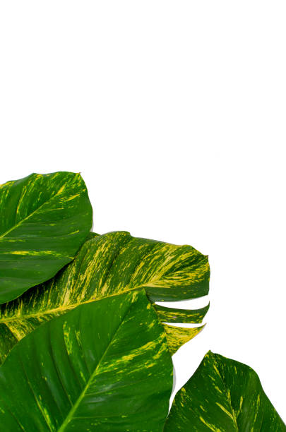 istock Golden pothos or Epipremnum aureum leaves on white background 2159338849