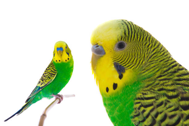istock green wavy budgie on a white background 2159339300