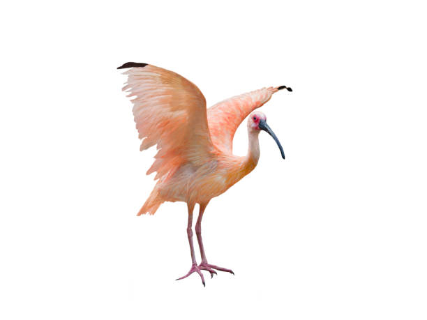 red ibis isolated on white background