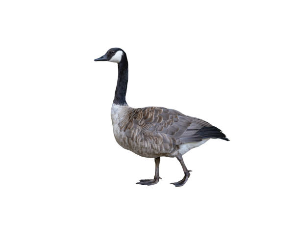 istock Canadian goose isolated on white background 2159339304