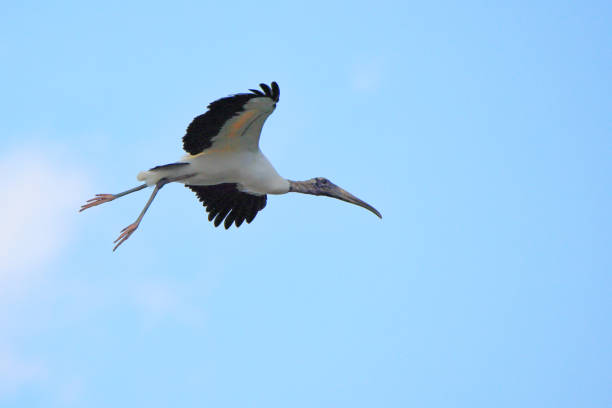 istock Wood Stork flying with a blue sky as a background 2159341393