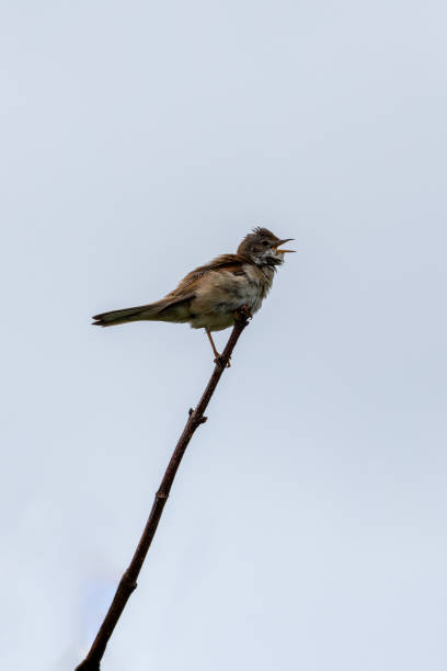 istock Whitethroat (Sylvia communis) - Commonly Found in Europe and Western Asia 2159341678