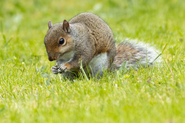 istock Grey Squirrel (Sciurus carolinensis) - Commonly Found in North America, Introduced to Europe 2159341768