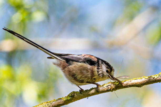 istock Long-tailed Tit Eating a Bug (Aegithalos caudatus) - Commonly Found in Europe and Asia 2159341813
