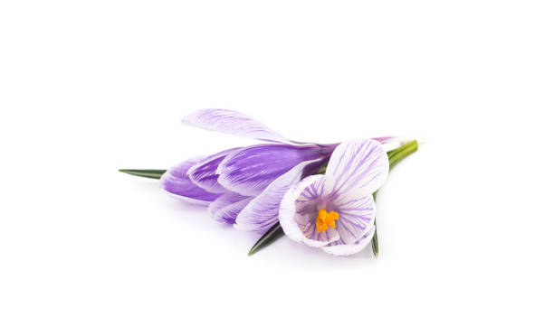 istock Violet bouquet of crocuses. 2159341999
