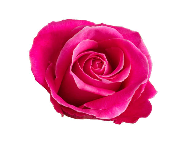 istock Pink rose flower isolated on white background 2159342707