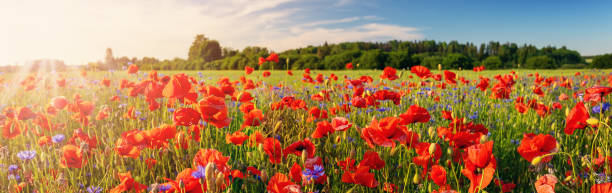 istock View on the field with blooming poppy flowers and cornflowers. 2159344521