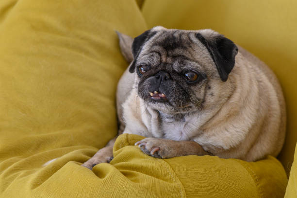 istock Cozy pug lying on the sofa 1 2159344807