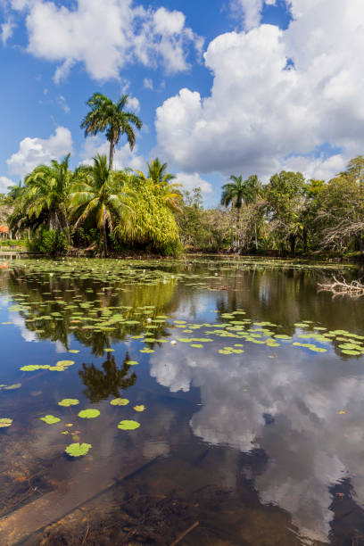 reflection of palm tree and white clouds on the lake photo