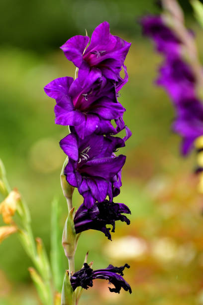 Close up of a pink gladiolus flower in full bloom in a Cape Cod garden on a warm July morning.