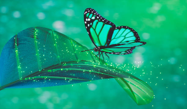 gradient colored background with highlights with wings of tropical butterflies