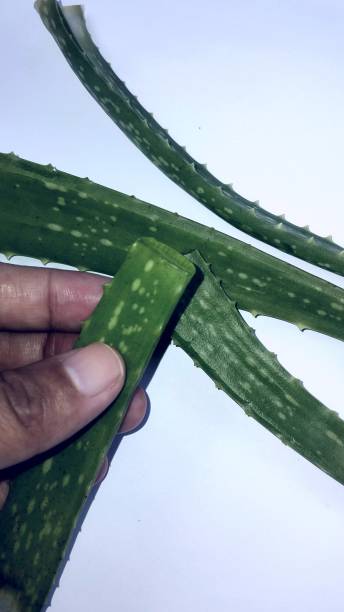 istock Holding aloe vera fresh leaf. isolated over white 2159347868