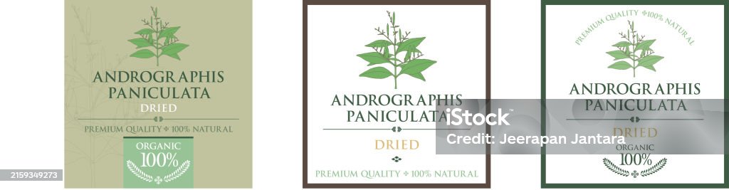 Andrographis Tea Set Of Vector Label With Andrographis Paniculata Tea Stock Illustration ...