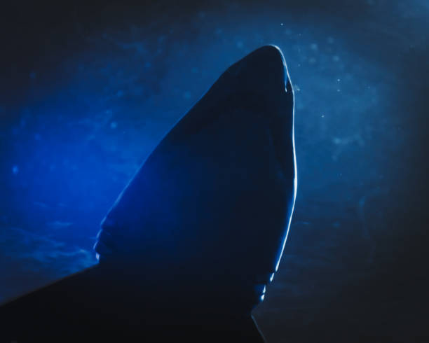 istock Underwater view from below underneath a sand tiger shark in blue water 2159349509