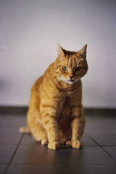 Ginger or orange domesticated cat looking in the camera