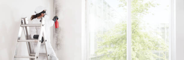 istock Professional mold removal service: Worker on ladder wearing protective suit, spraying product to clean moldy wall before room painting work. Home refurbishment site with window showing green ambience 2159351622
