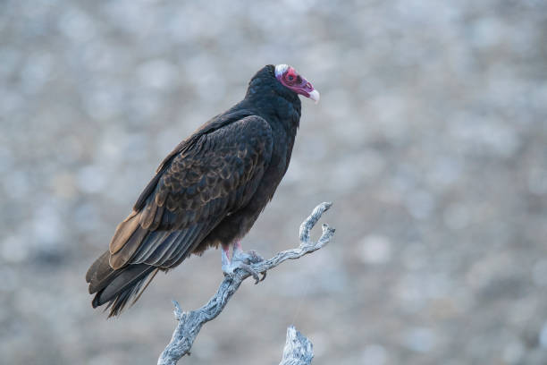 istock Turkey Vulture, perched, Peninsula Valdes, Patagonia Argentina. 2159352170