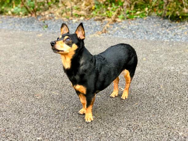 istock A small dog, Jack Russell-like, standing outdoors 2159353119